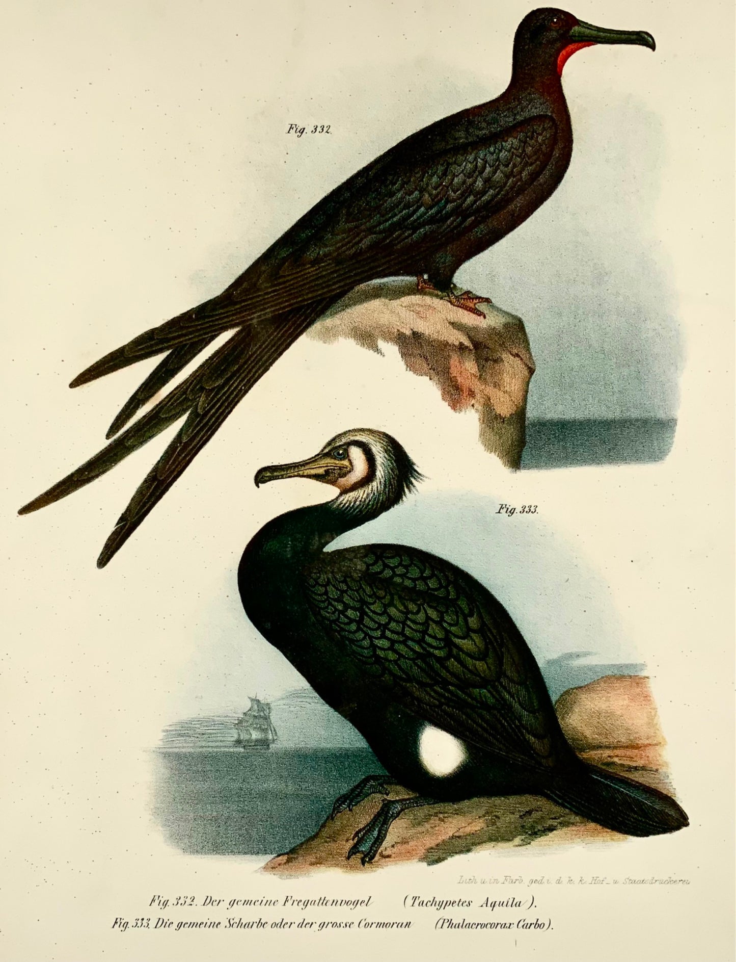 1860 Fregatebird, Cormorant, Fitzinger, lithograph, hand finish, ornithology