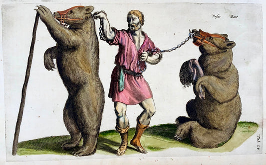 1657 Captured Bears, Matt. Merian, folio, hand coloured engraving, mammals