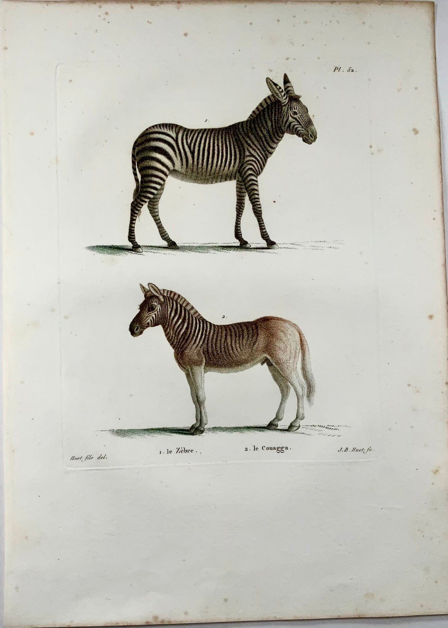 1808 J. Bapt. Huet [b1745]; Zebra, Quagga, hand coloured stipple engraving, mammals