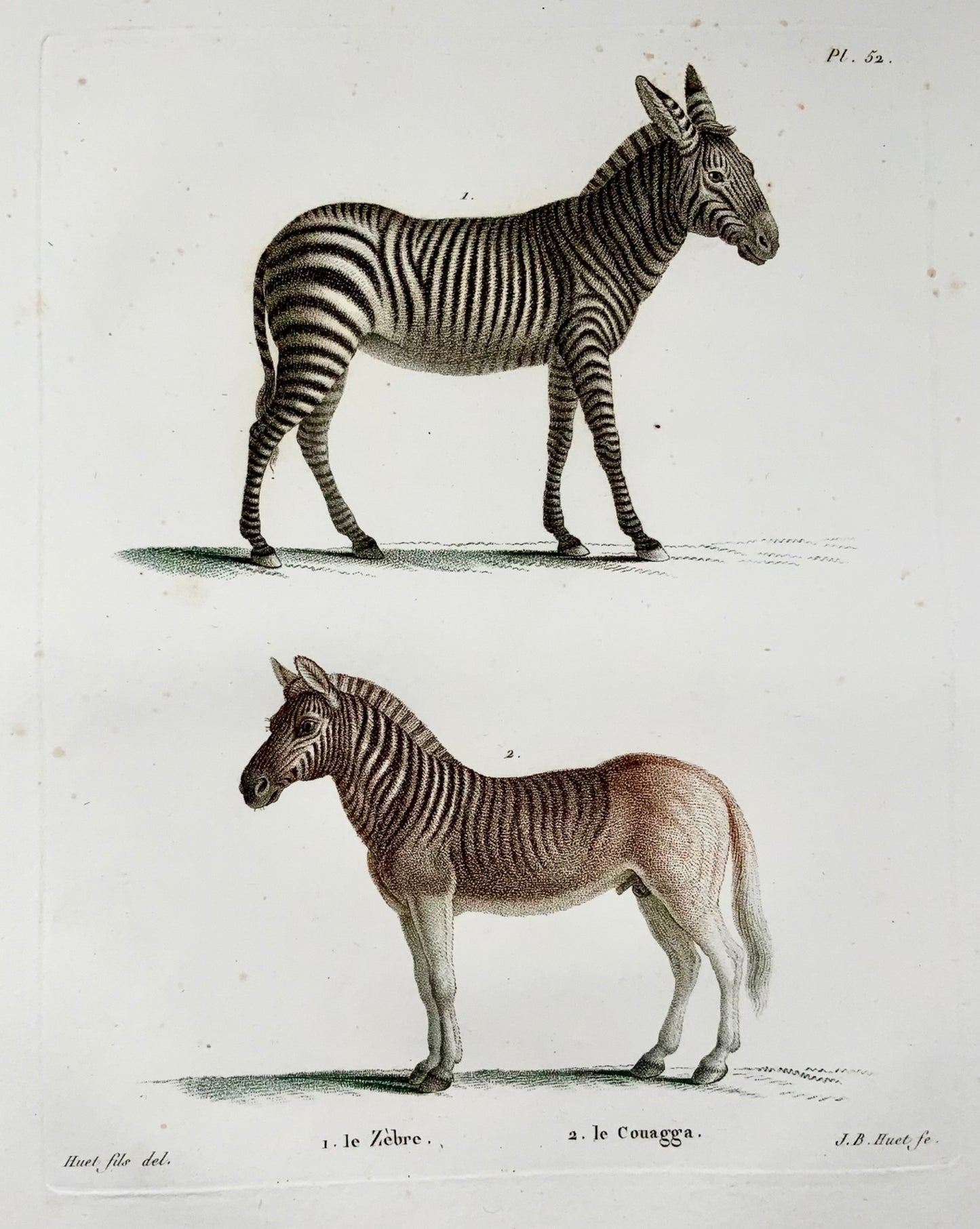 1808 J. Bapt. Huet [b1745]; Zebra, Quagga, hand coloured stipple engraving, mammals