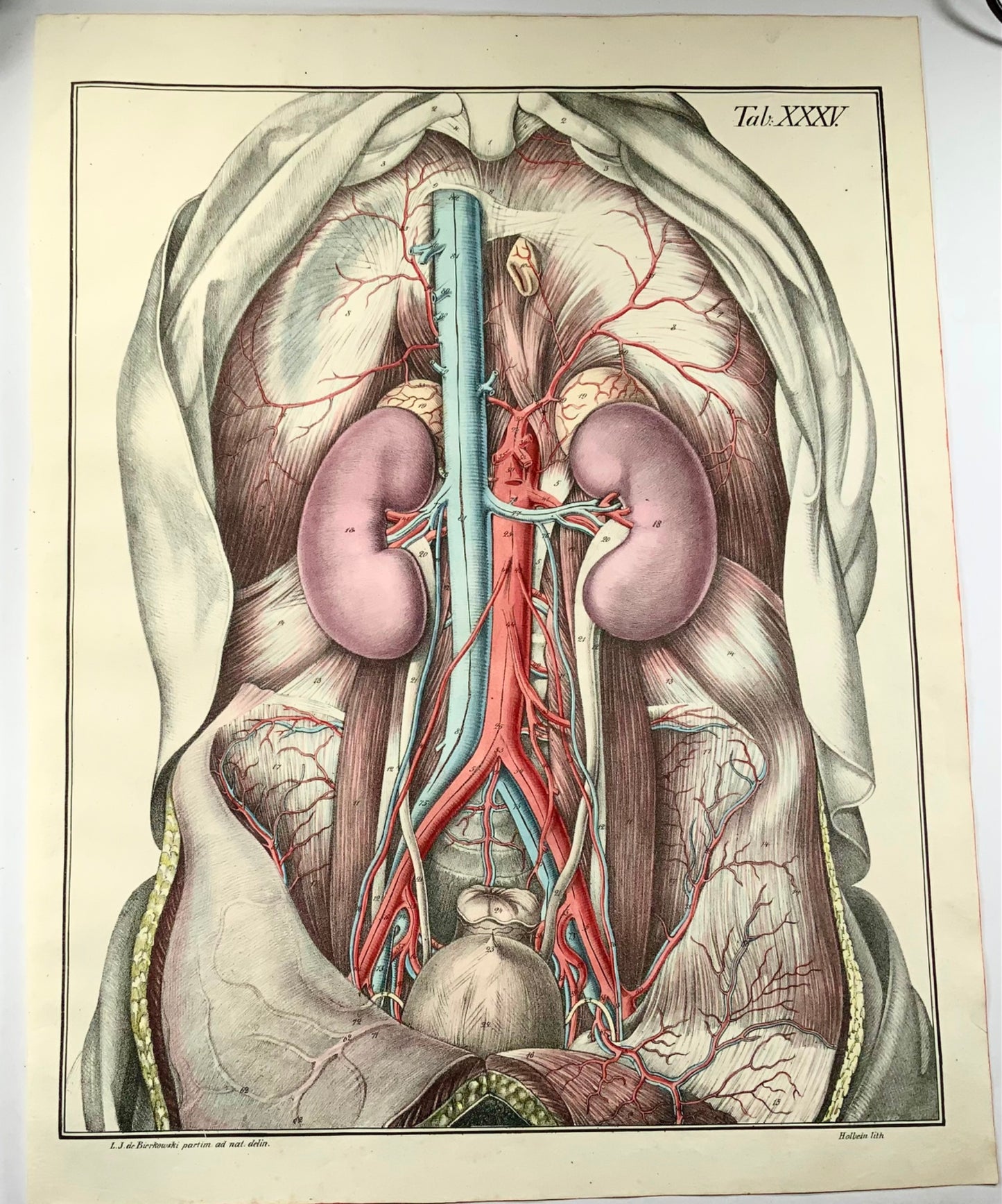 1827 Anatomy, Organs, Bierkowski, Steffen, 20” imperial folio, hand colour