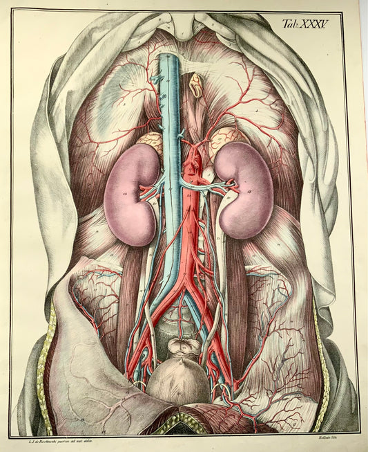 1827 Anatomy, Organs, Bierkowski, Steffen, 20” imperial folio, hand colour