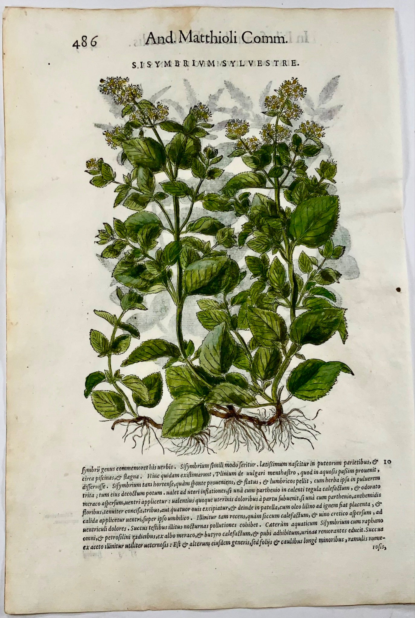 1562 Hedge Mustard, botany, herb, Liberale, folio, 2 woodcuts, hand colour