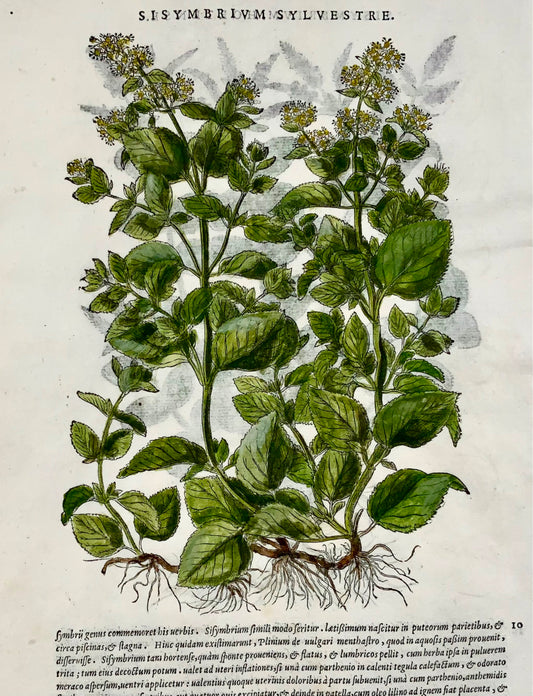 1562 Hedge Mustard, botany, herb, Liberale, folio, 2 woodcuts, hand colour