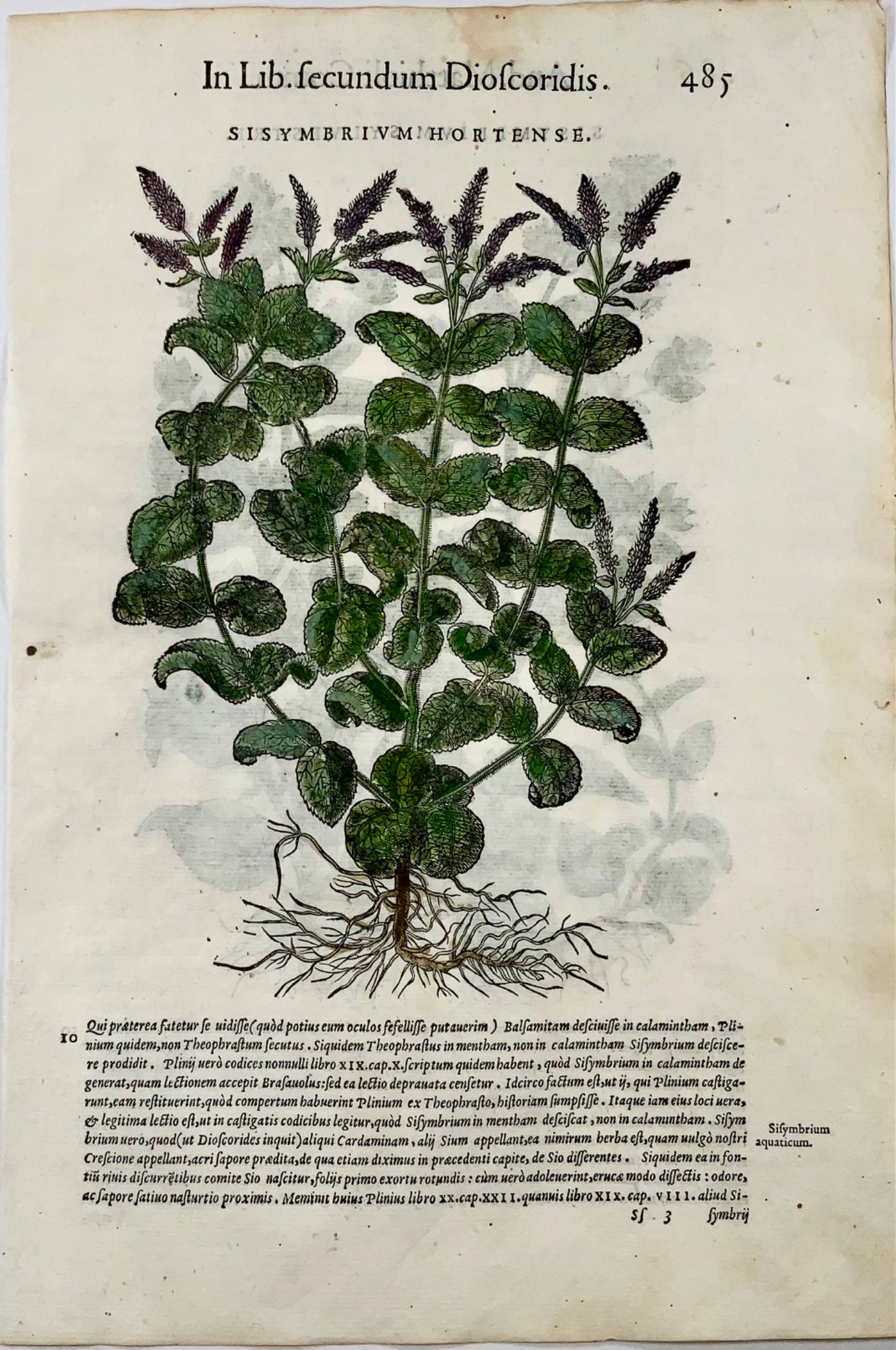 1562 Hedge Mustard, botany, herb, Liberale, folio, 2 woodcuts, hand colour