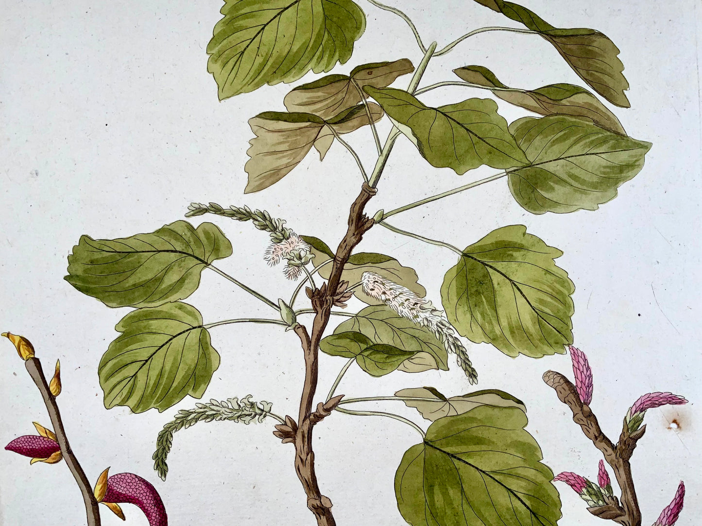 1788 J. J. Plenck (b1737), black poplar, large folio hand colored, botany