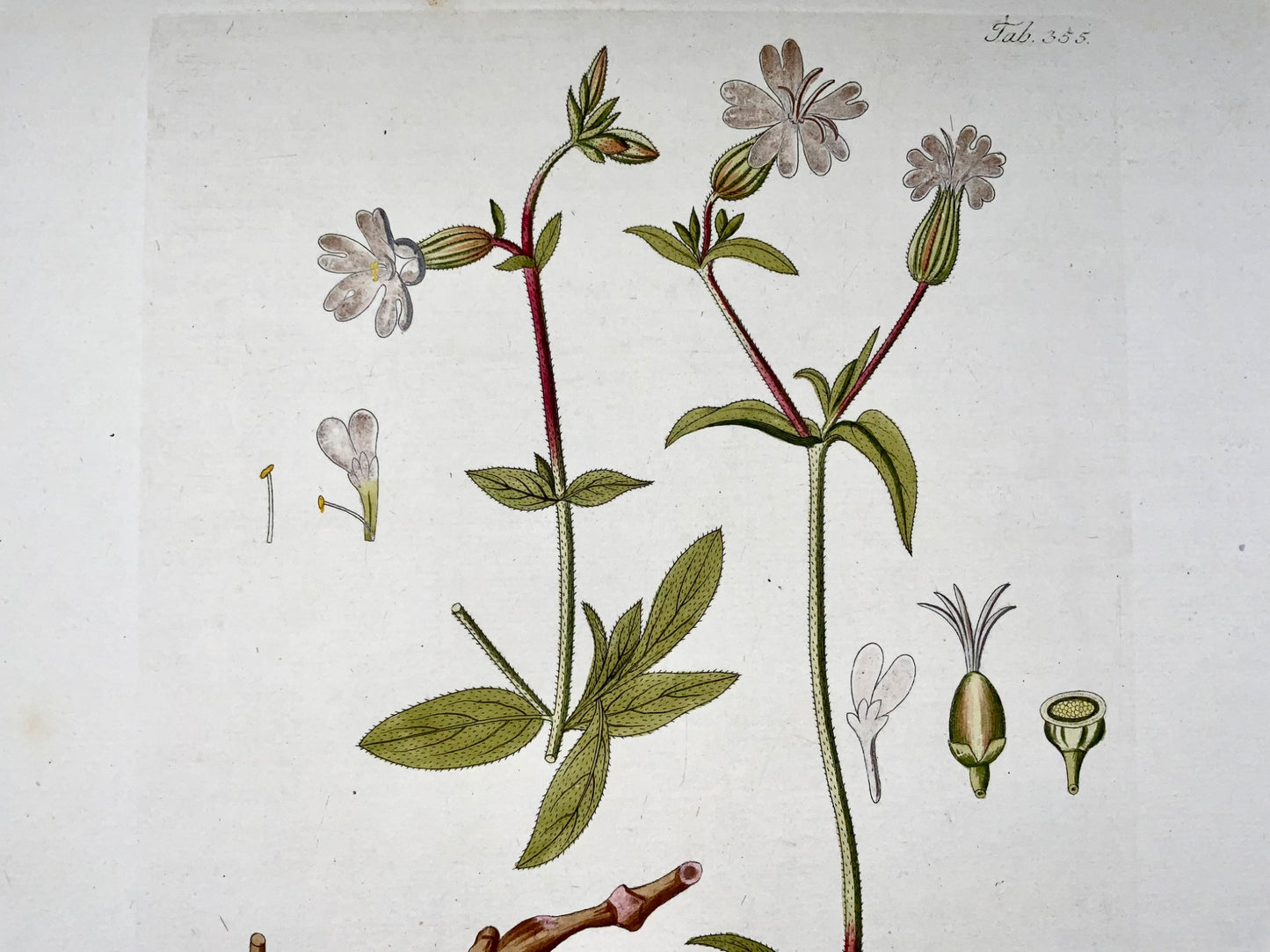 1788 J. J. Plenck (b1737), red campion, large folio hand colored, botany