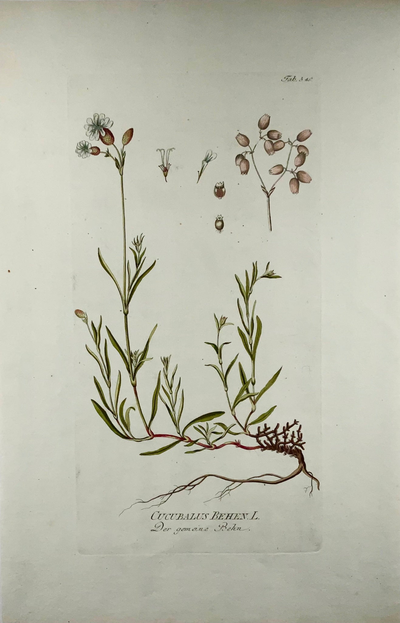 1788 J. J. Plenck (b1737), berry catchfly, large folio hand colored, botany