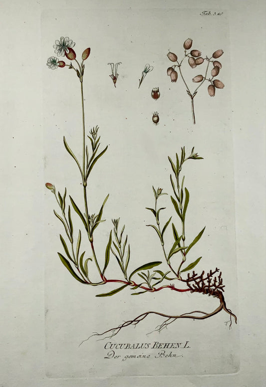 1788 J. J. Plenck (b1737), berry catchfly, large folio hand colored, botany