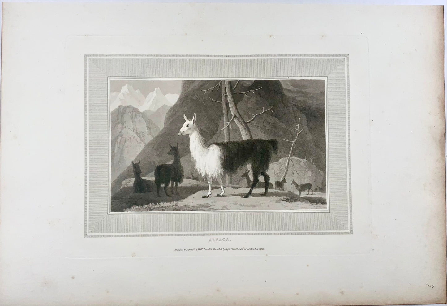 1807 William Daniell, Alpaca, mammal, fine folio aquatint