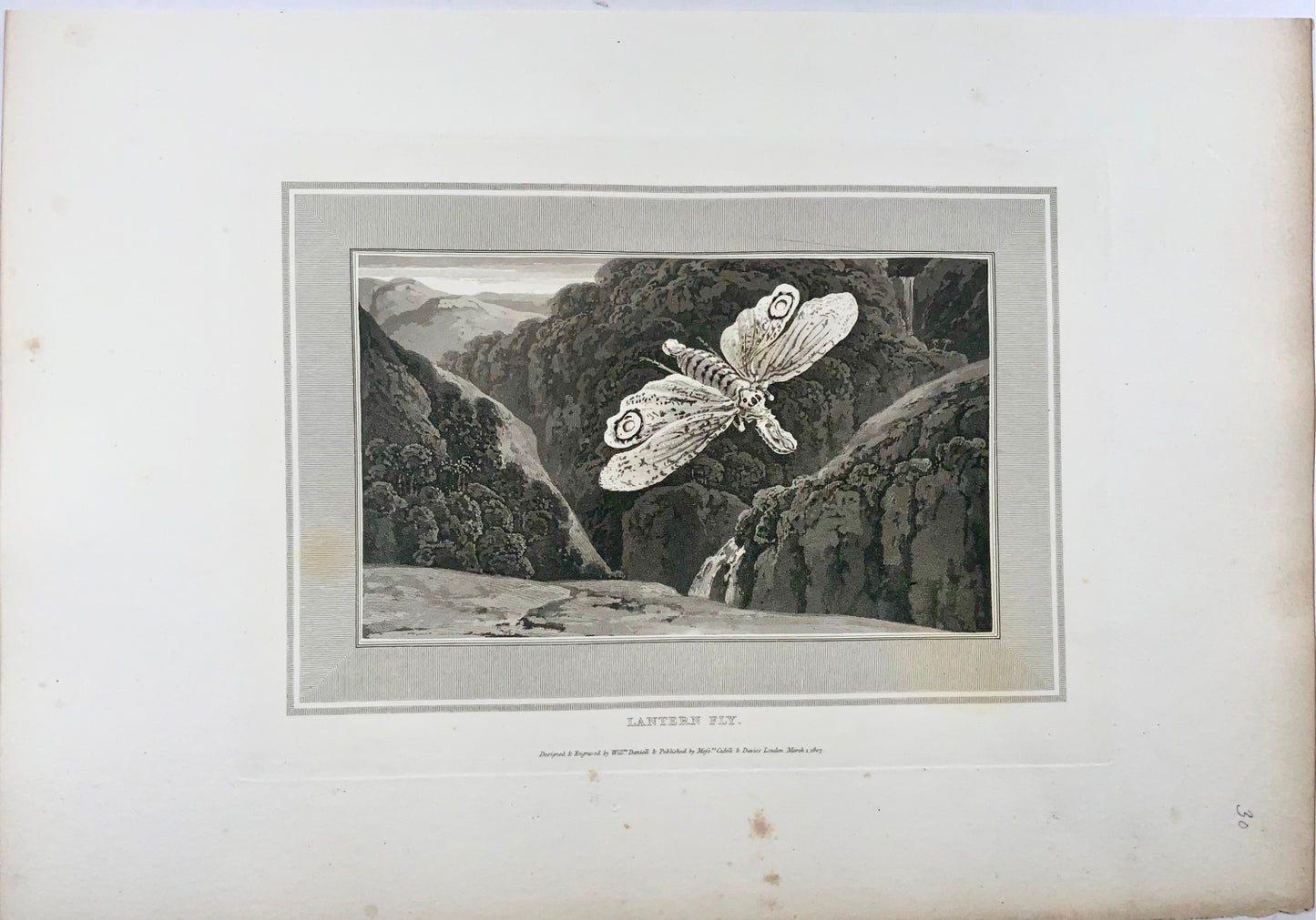 1807 Lantern Fly, insects, William Daniell, aquatint, folio