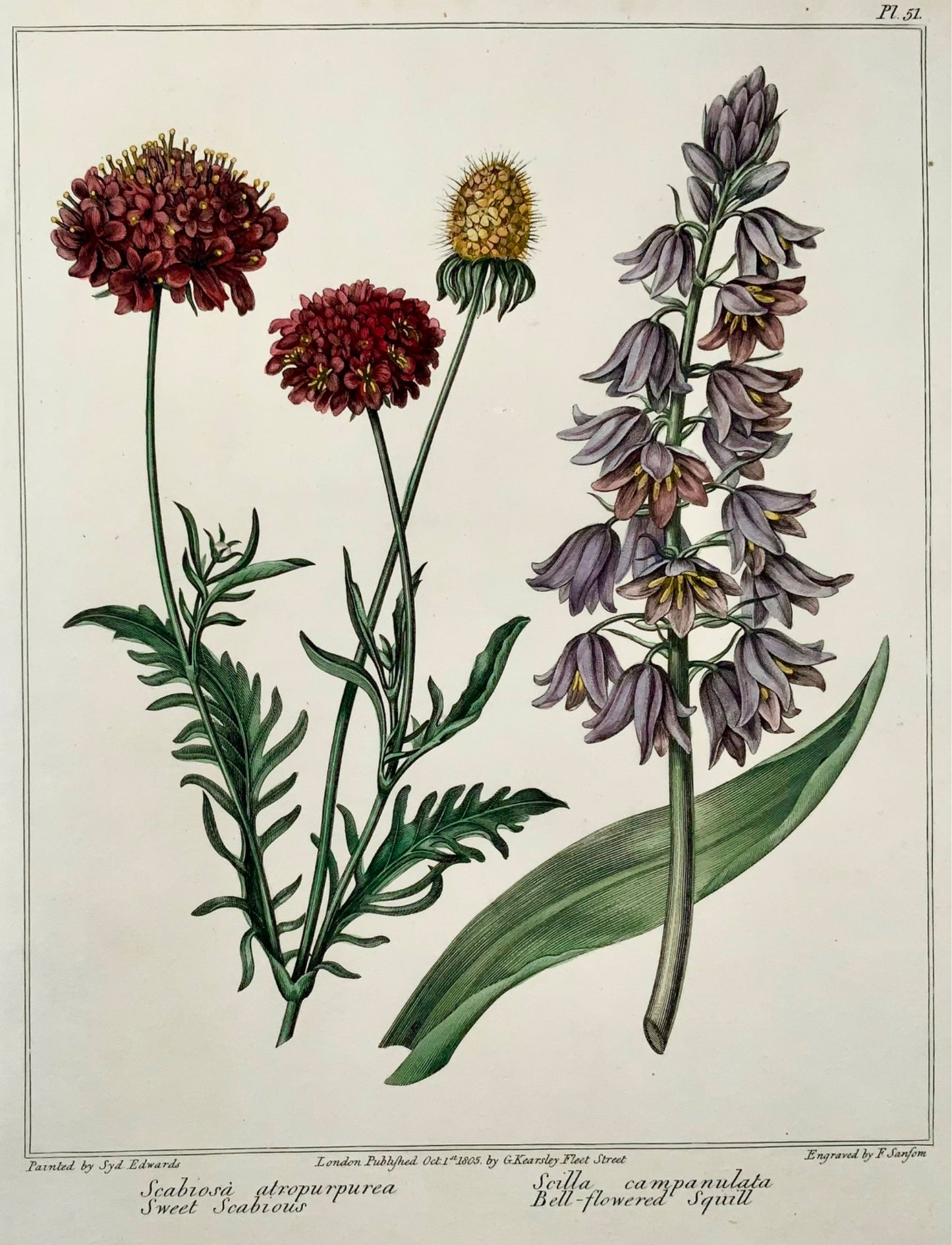 1806 Scabious, Squill, Syd. Edwards, quarto, Practical Gardening, botany