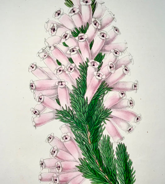 1856 Erica, James Andrews, couleur de main exquise, botanique