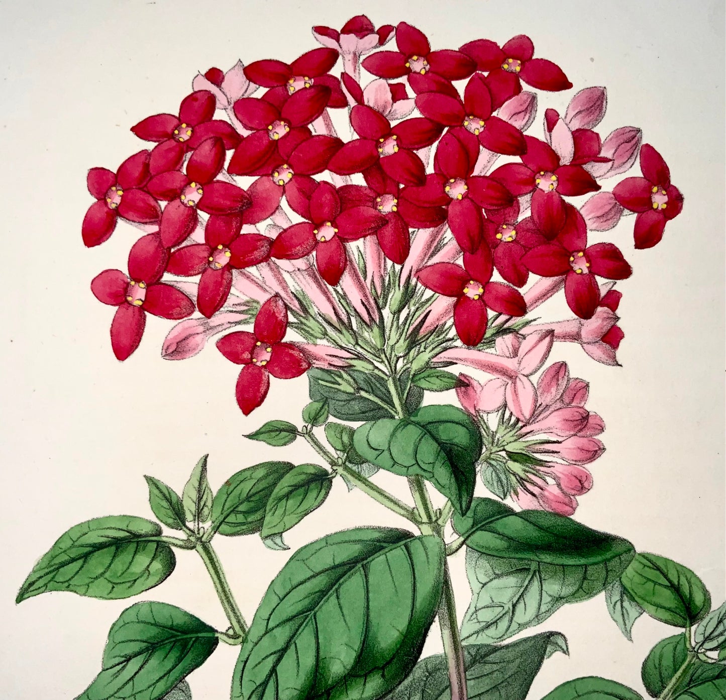 1856 Bouvardia, James Andrews, couleur exquise à la main, botanique