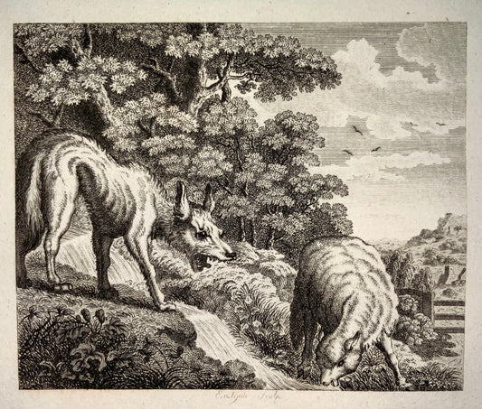 1780 c. John Eastgate, sculp. - Wolf & the Lamb - copper engraving - Zoology