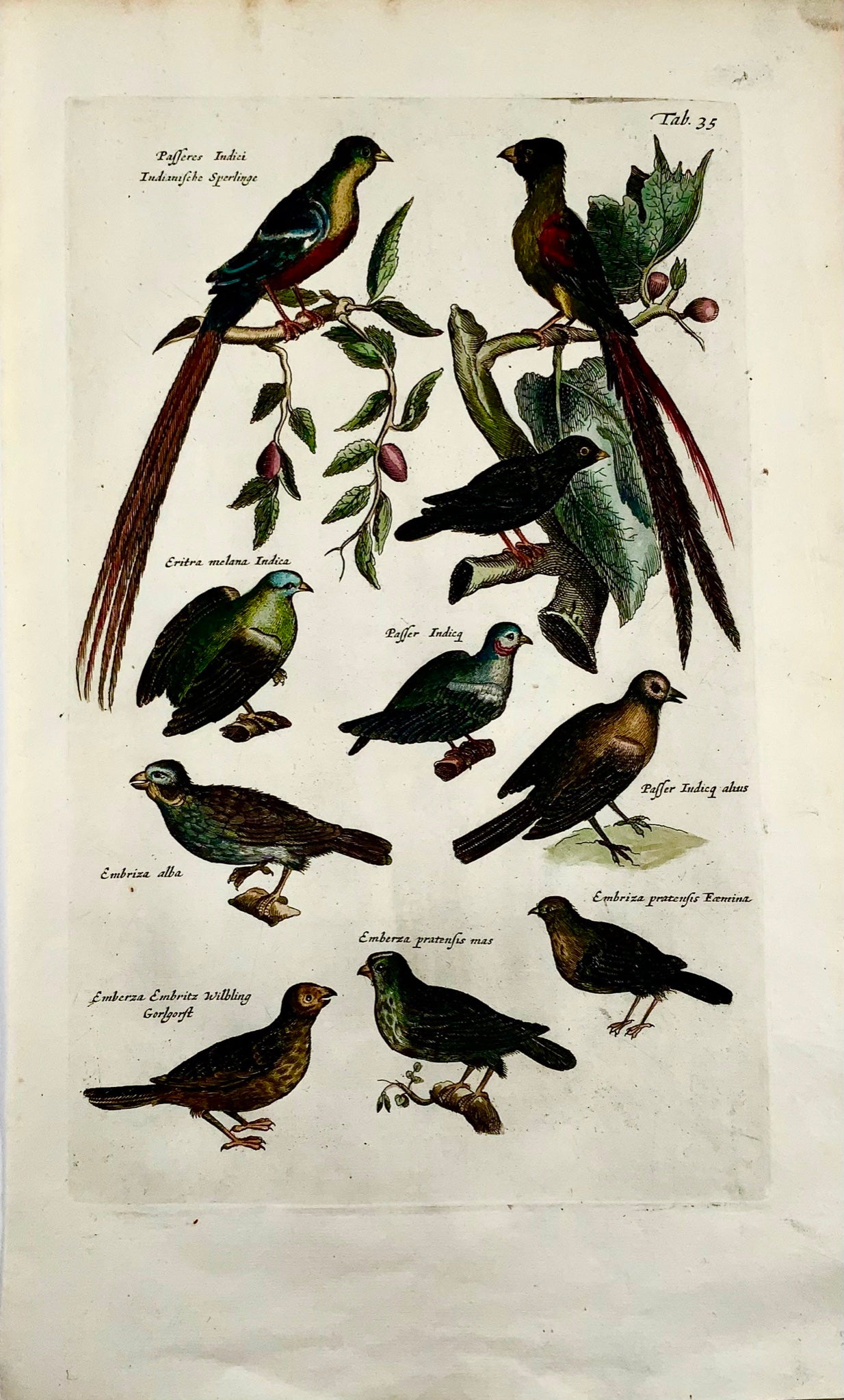 1657 Exotic Sparrows, Bunting, Passerines - MERIAN Folio Handcolored Engraving - Ornithology