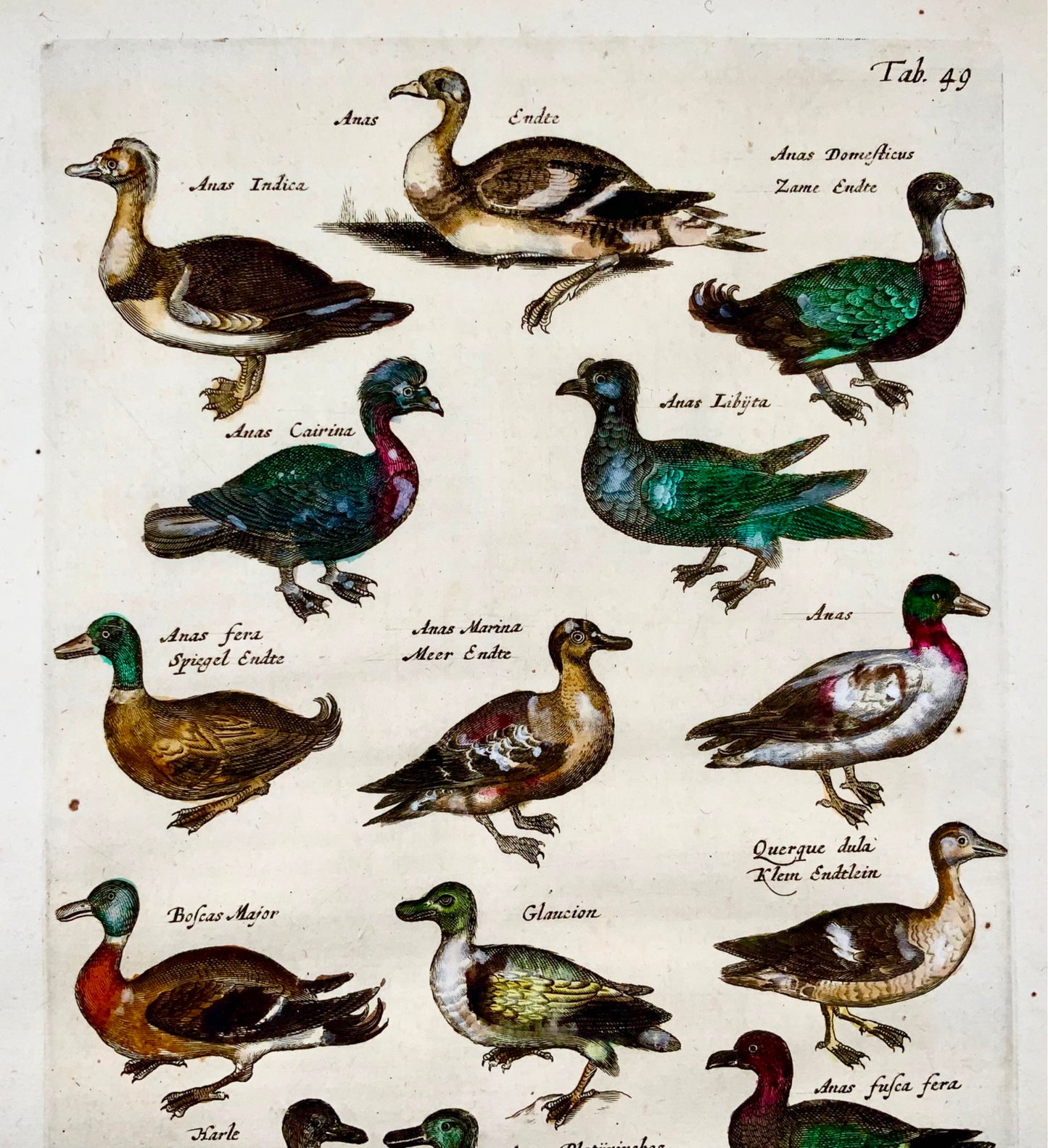 1657 Ducks - Ornithology - Matt. MERIAN Folio hand coloured copper engraving