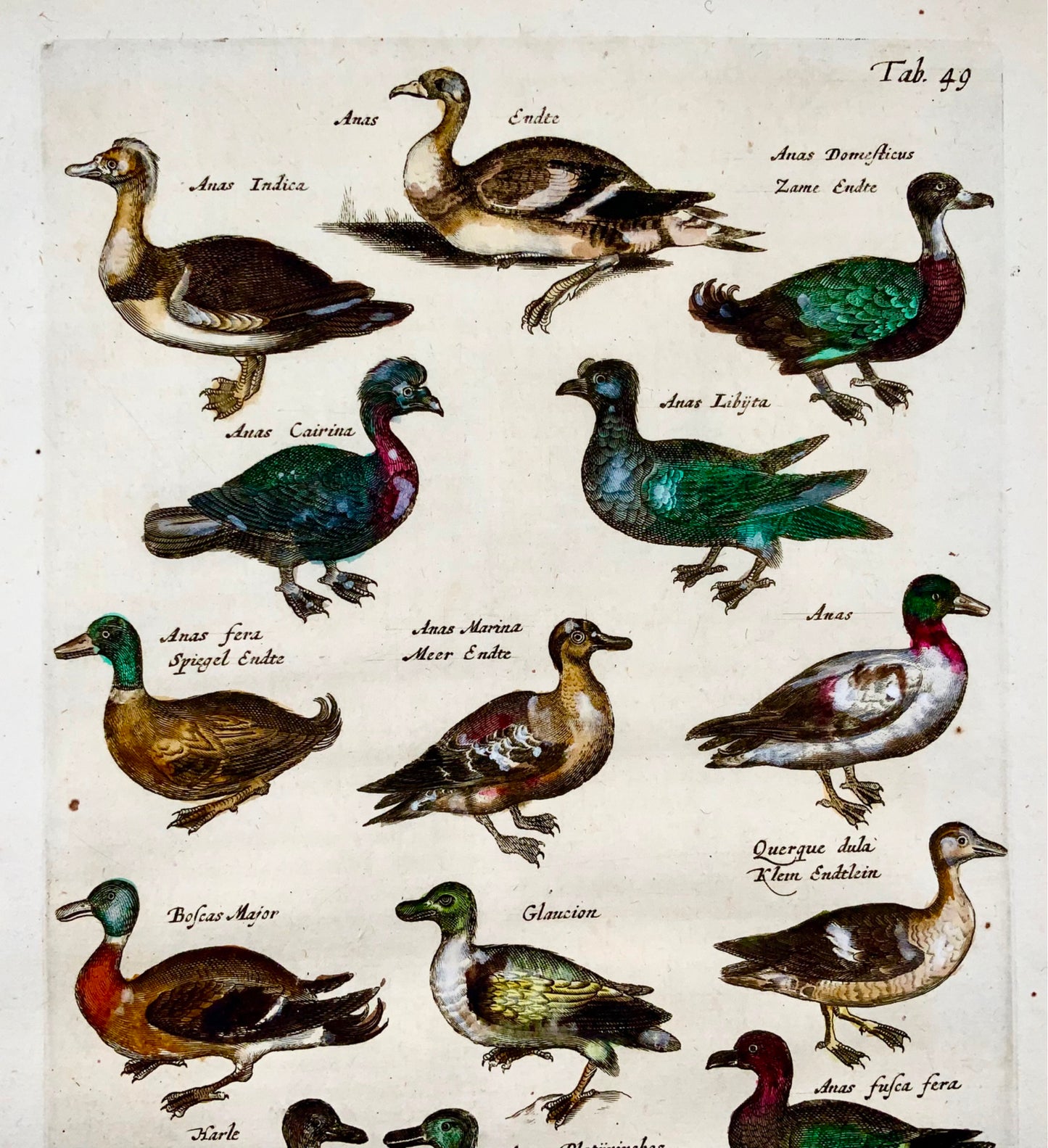 1657 Canards - Ornithologie - Mat. MERIAN Folio gravure sur cuivre colorée à la main