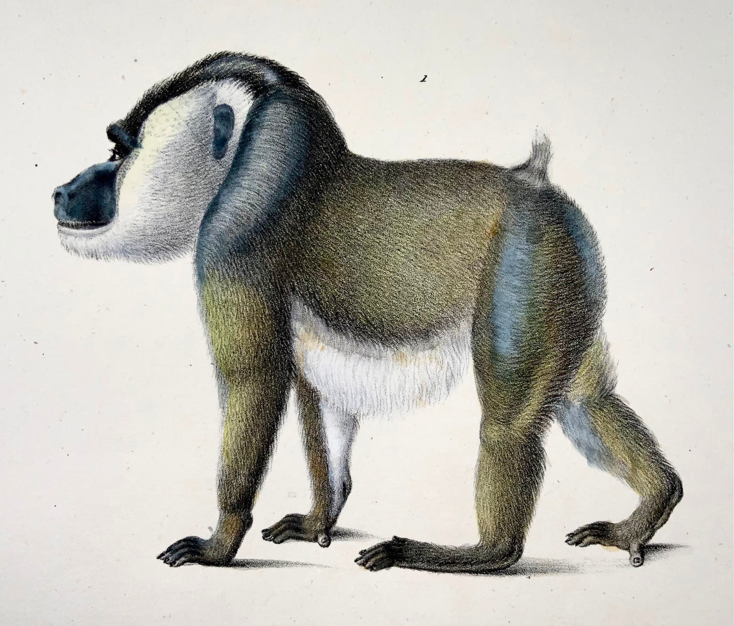 1824 Mandrill, Babouin, Brodtmann, coloré à la main, lithographie en pierre folio, mammifères