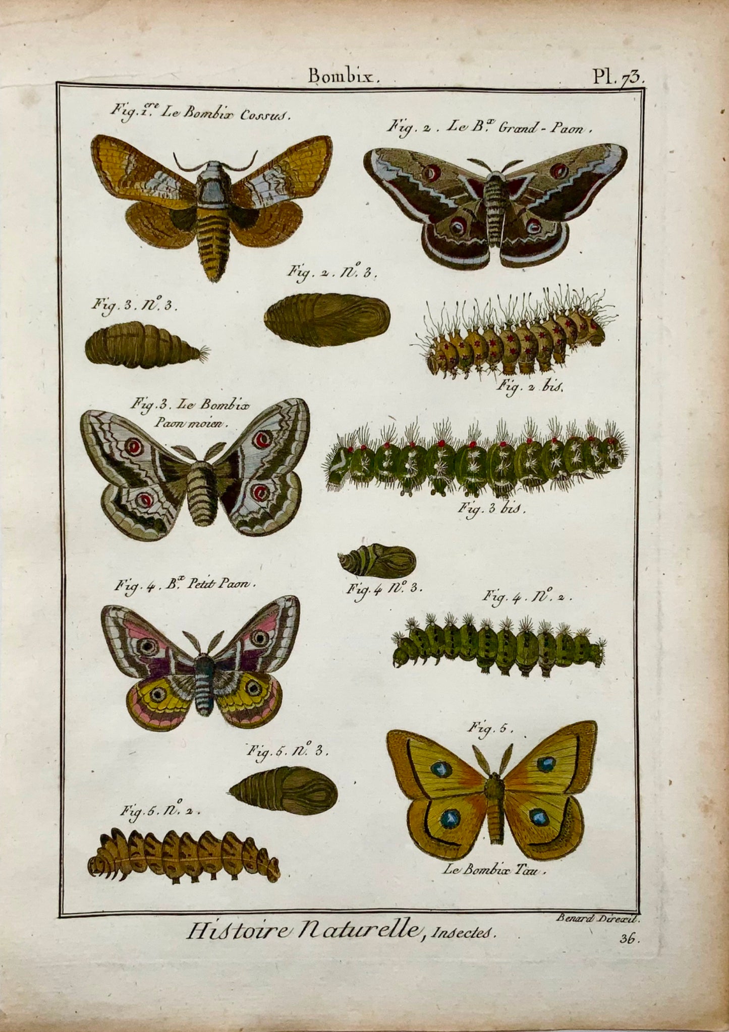 1790 Papillons, Bombix, papillons de soie, Latreille, couleur main, in-quarto, gravure