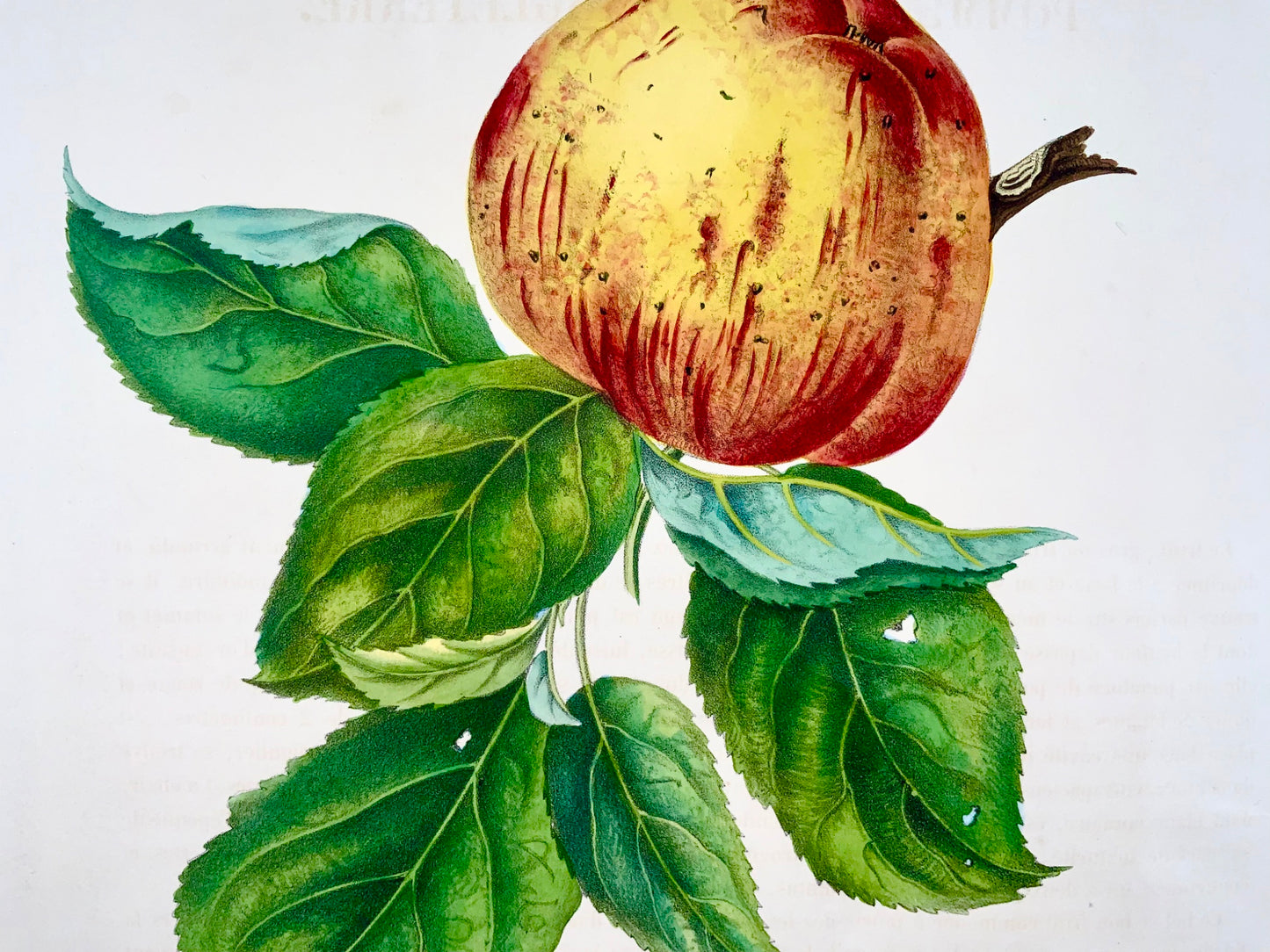 1853 A. Bivot; Pomologie, Pomme Royale Anglaise, Fruit, 35cm fine couleur main