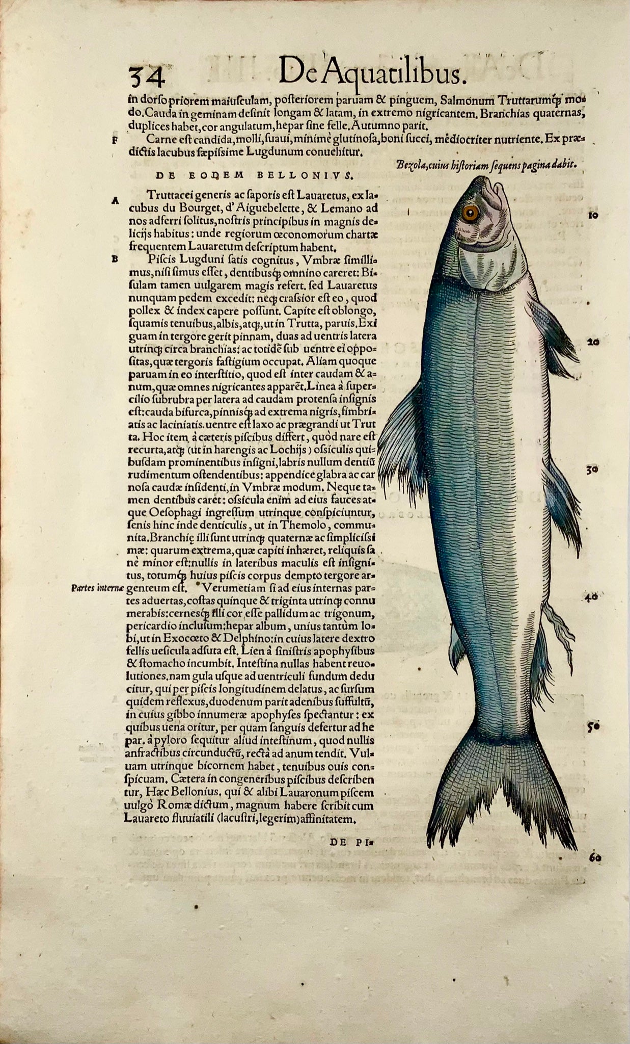 1558 Blue trout, Conrad Gesner, folio woodcut, hand coloured, First State