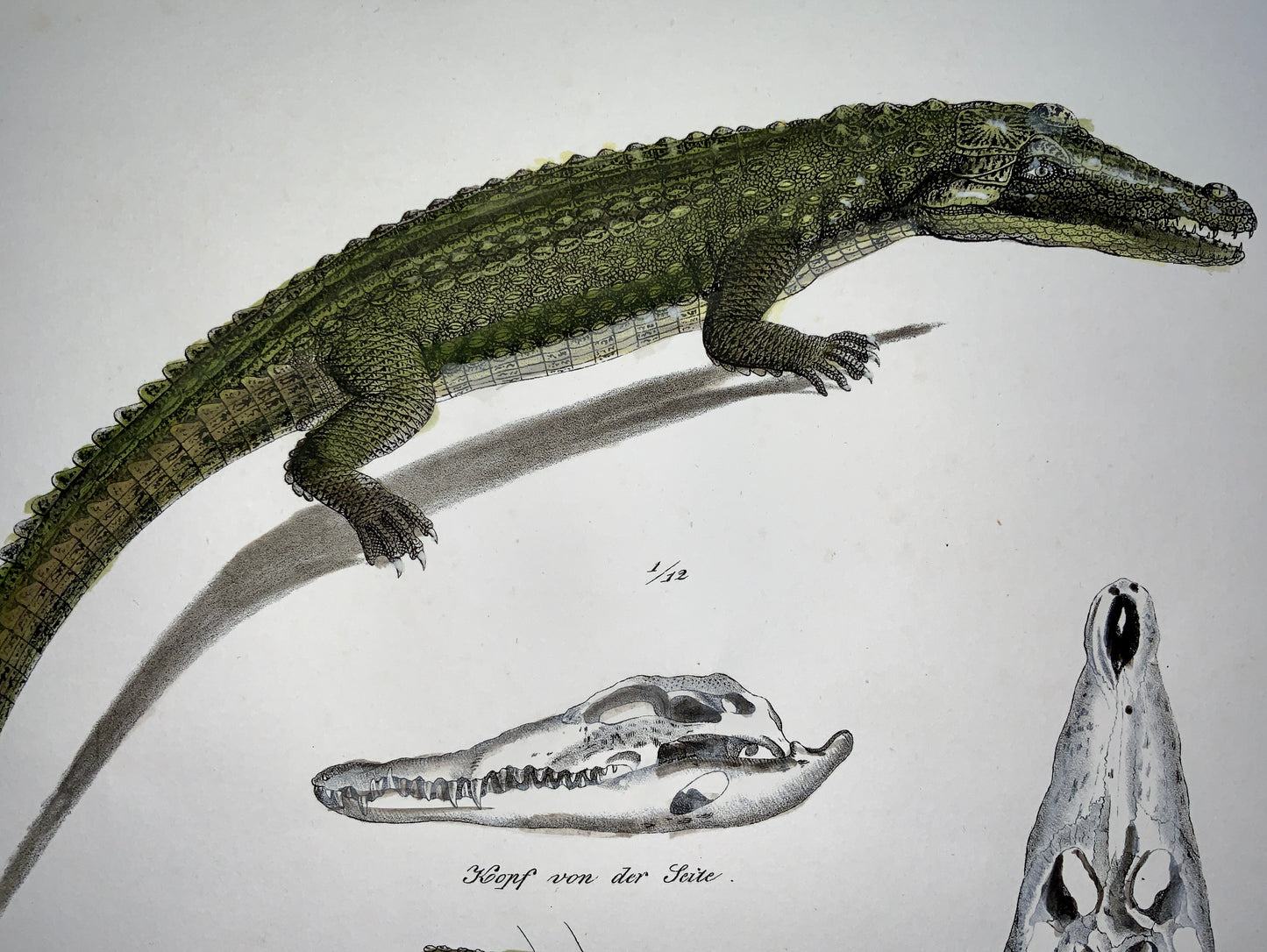 1833 H.R. Schinz (b1777) Crocodile - Handcoloured stone lithograph - Reptile