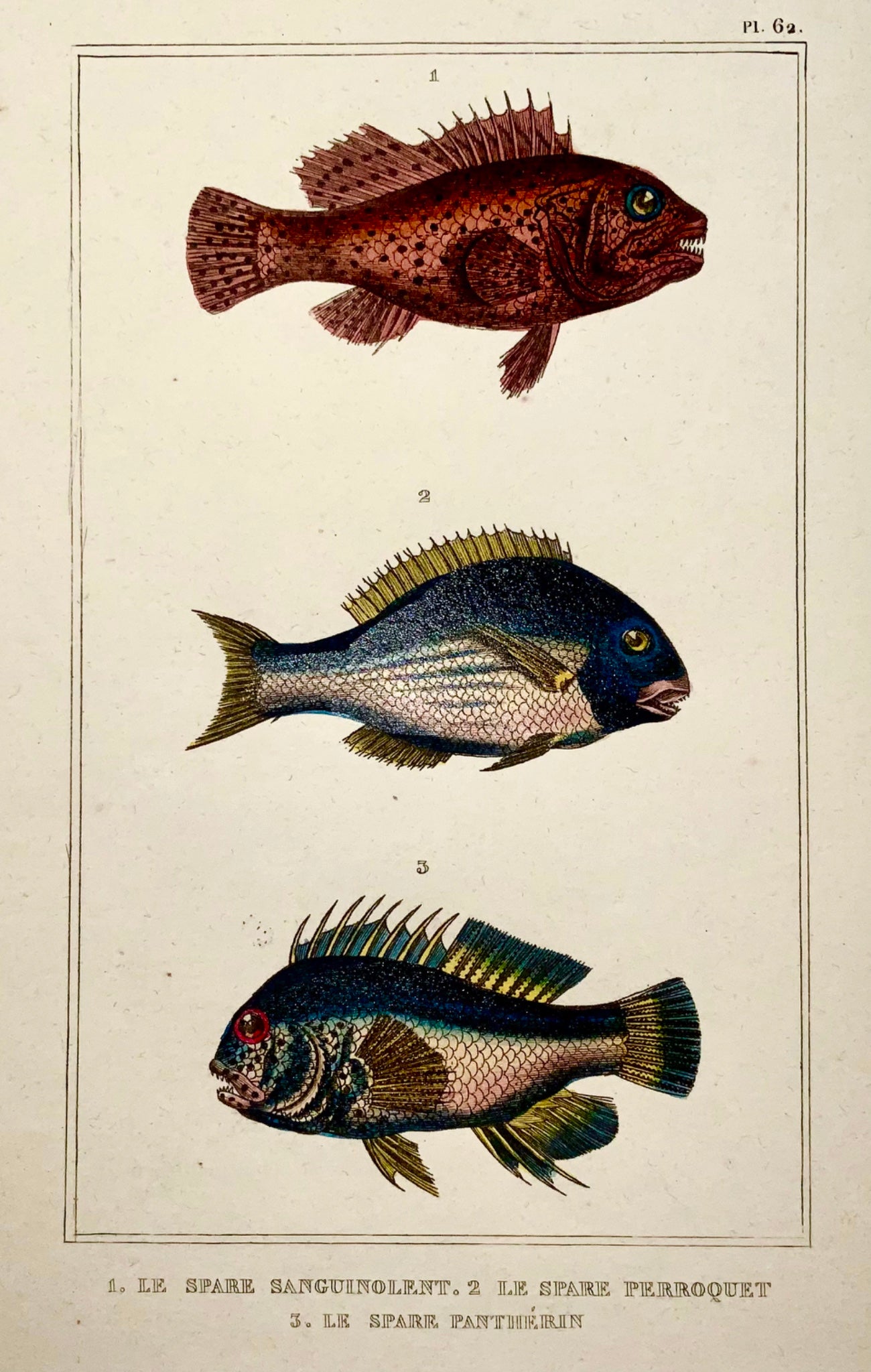 1836 Lacépède, poisson exotique, poisson perroquet, colorié à la main, gravure