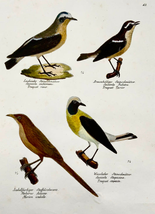 1830 Winchat, troglodytes, ornithologie, Brodtmann, lithographie, folio