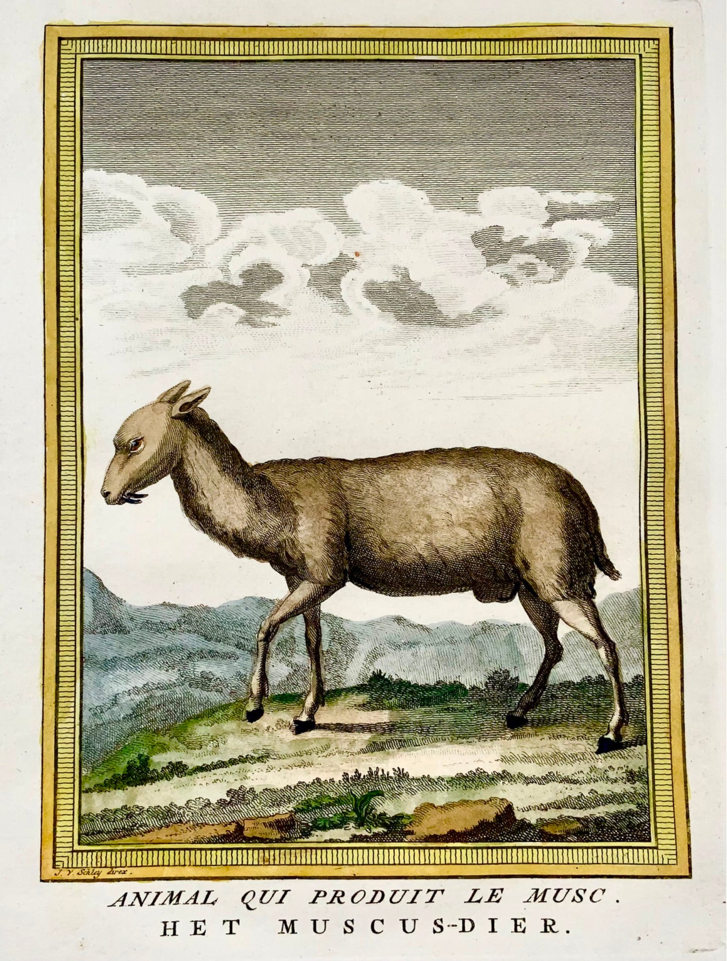 1750 Schley - MUSC DEER - Gravure coloriée à la main - Mammifère