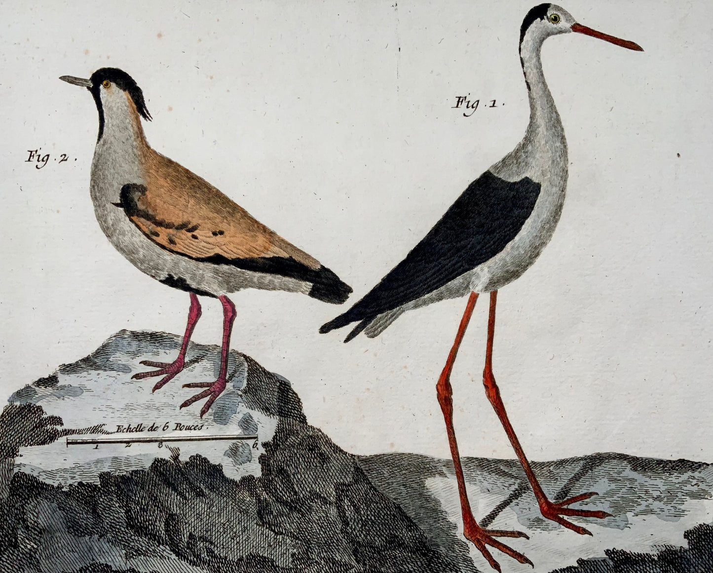 1751 Lawing, Jacana, Pluvier, ornithologie, Martinet, grand in-folio, couleur main