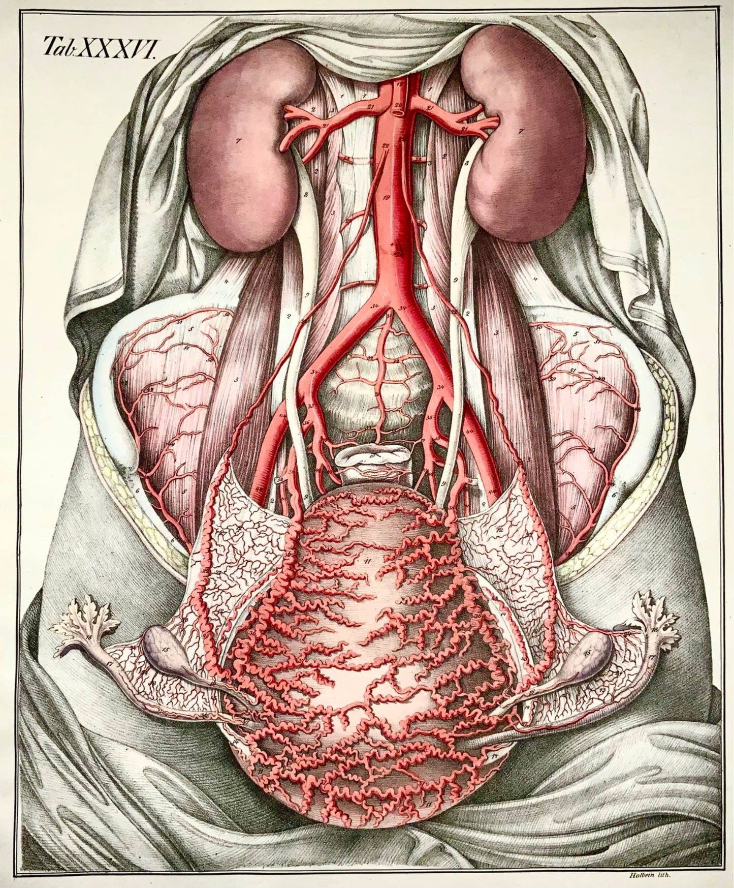 1827 Coffre, organes, Bierkowski, Holbein, folio impérial 20", couleur main, anatomie