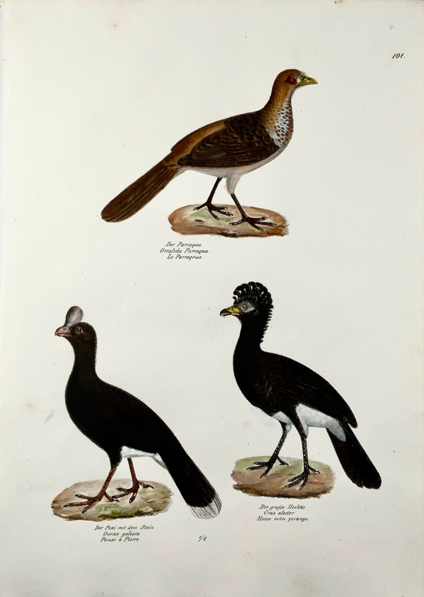1830 Oiseaux de Curassow, ornithologie, Brodtmann, lithographie, folio
