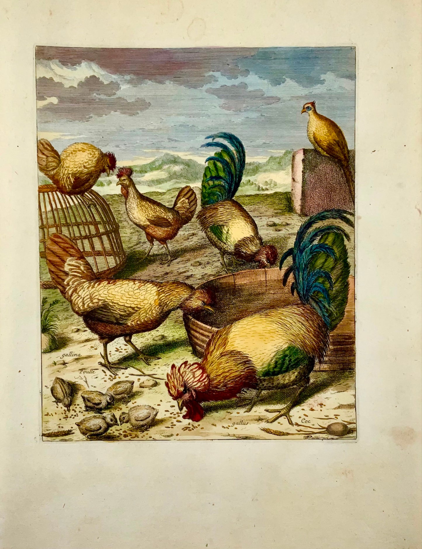 1673 Poulets, Volailles, Nicolas Robert, gravure in-folio en couleur à la main