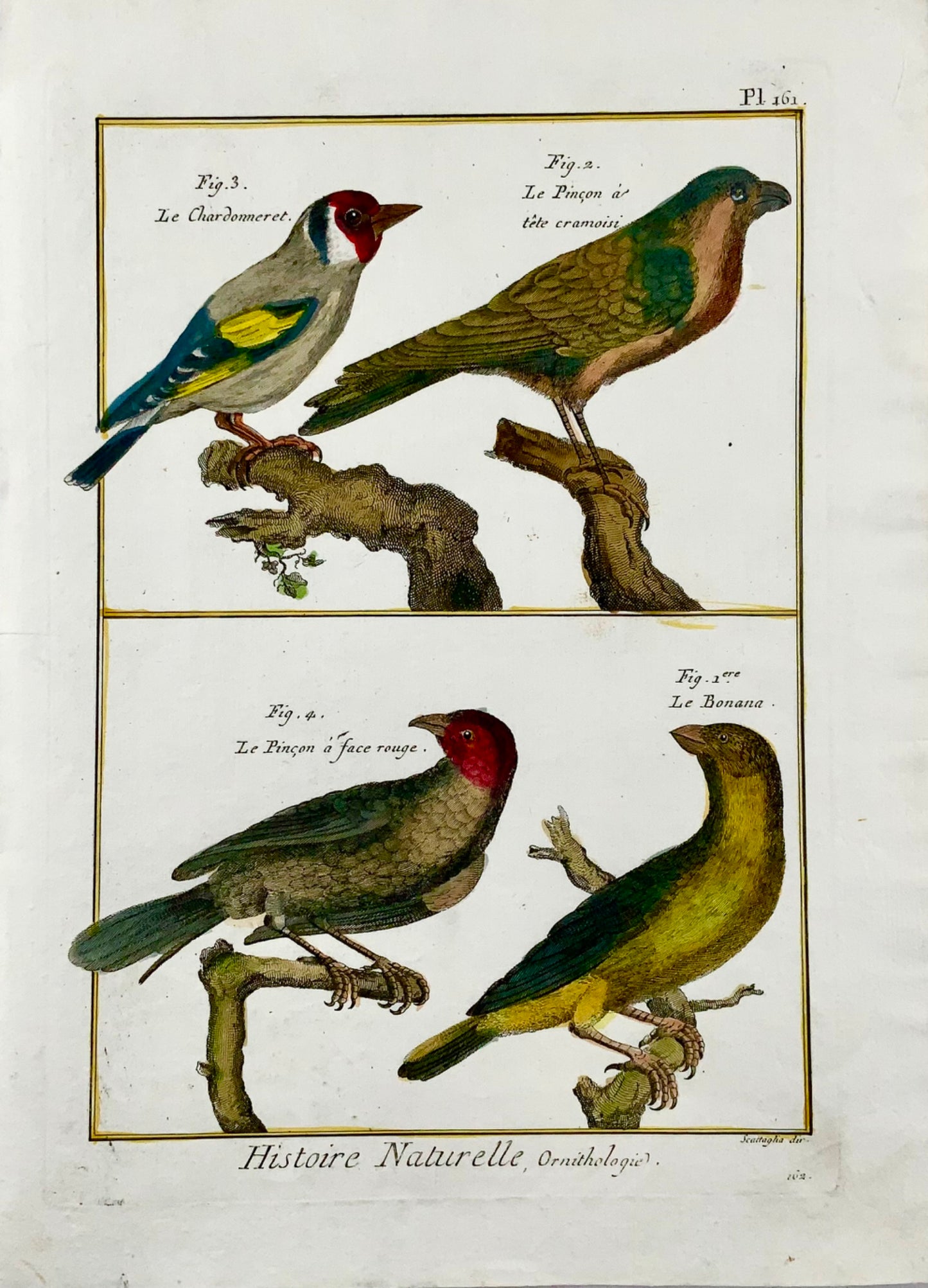 1790 Goldfinch, chaffinch, oriole, Scattalia, quarto hand coloured engraving, ornithology