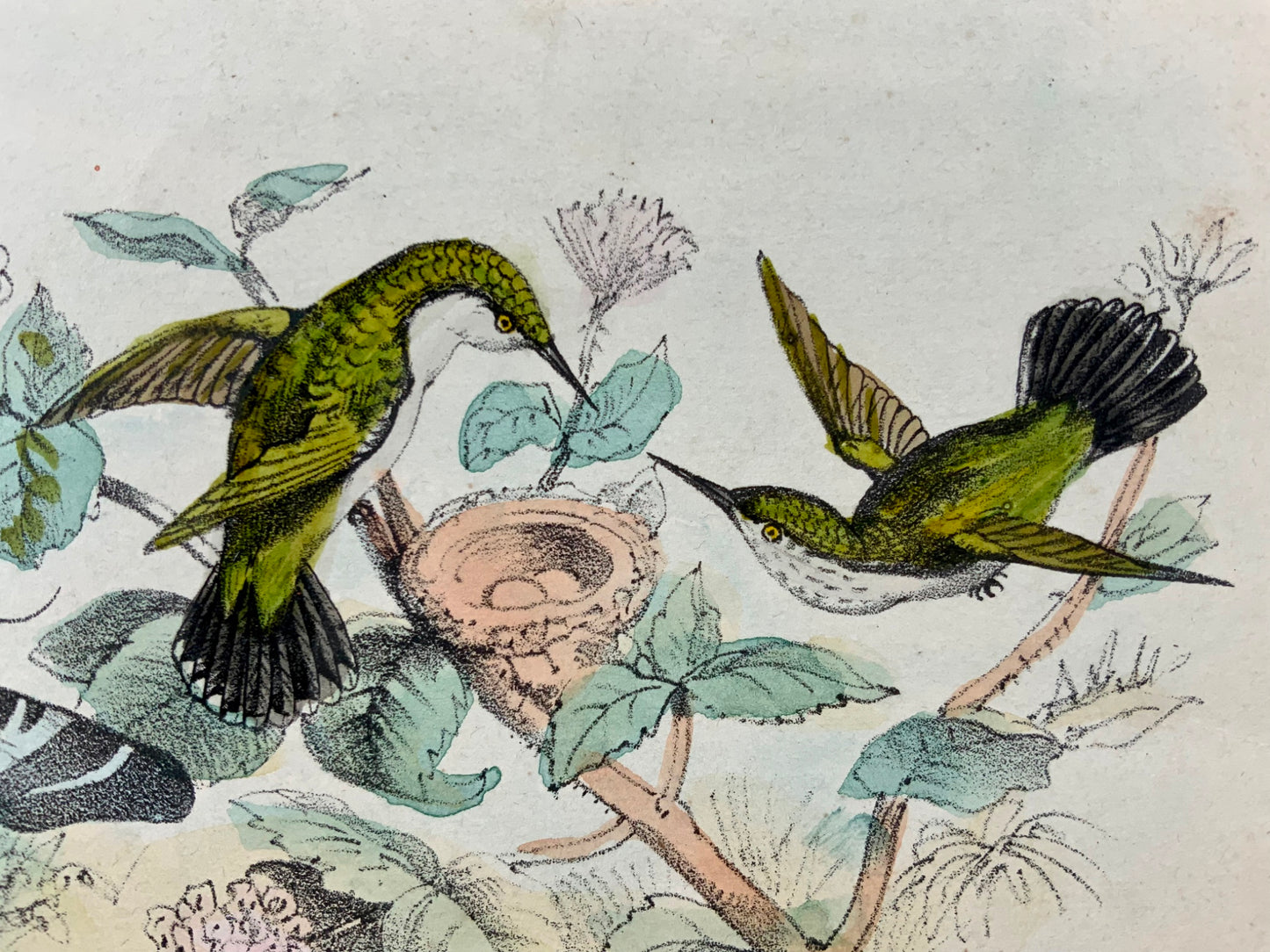 1864 Colibri, lithographie sur pierre colorée à la main, ornithologie