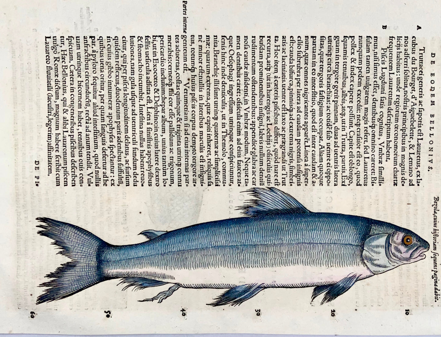 1558 Truite bleue, Conrad Gesner, gravure sur bois in-folio, coloriée à la main, First State