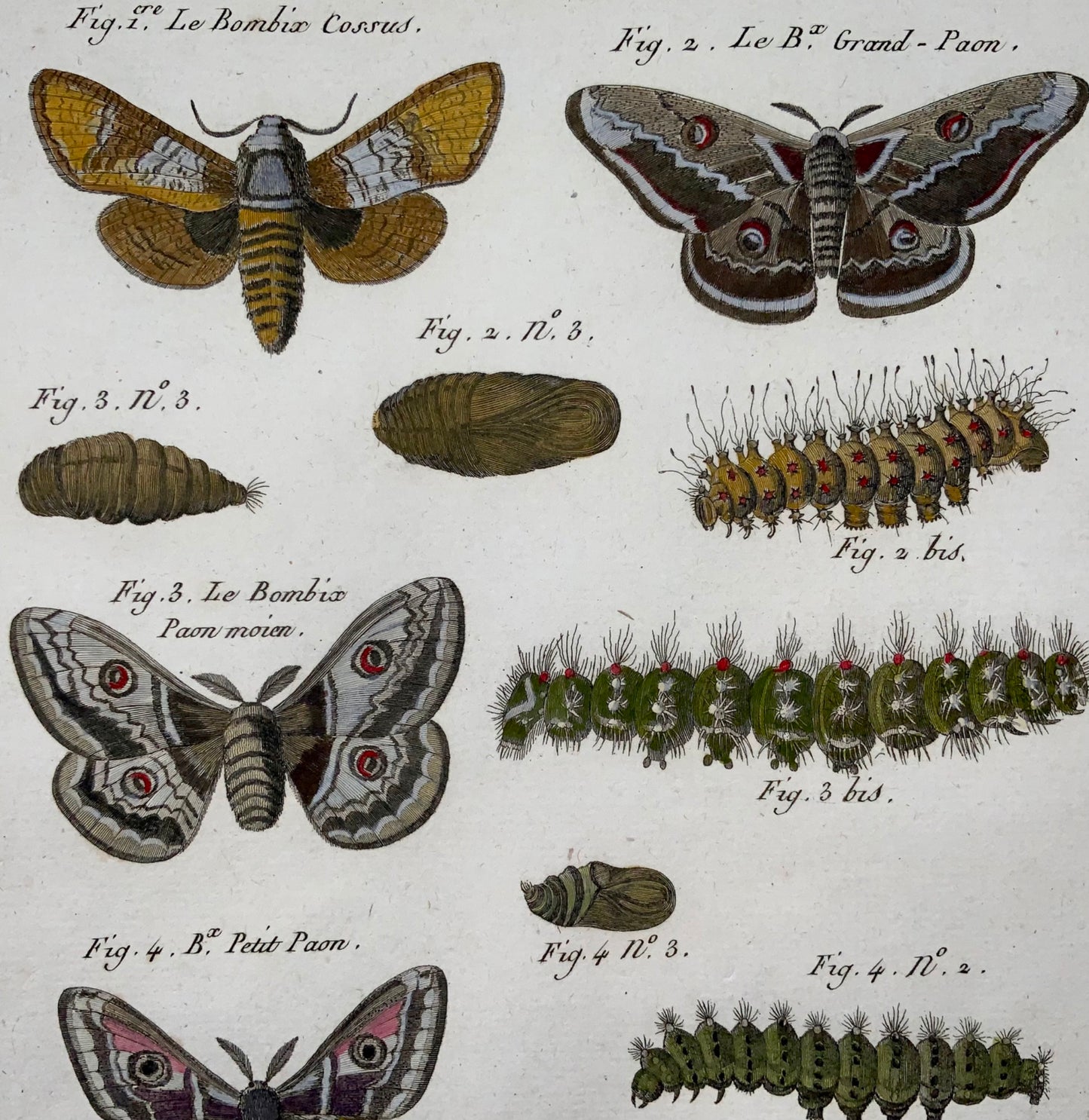 1790 Butterflies, Bombix, silk moths, Latreille, hand colour, quarto, engraving