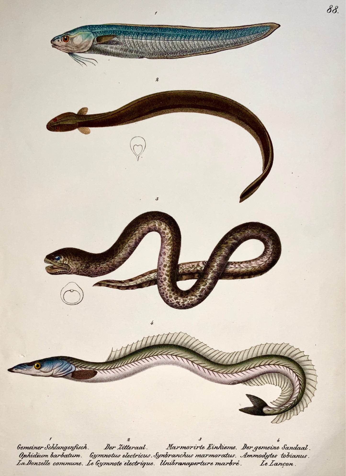 1833 H. Schinz (1777-1861) EEL Lance Fish - Handcol. stone lithograph