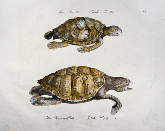 1816 Tortues, Brodtmann, Imp. folio 42,5 cm, incunables de lithographie
