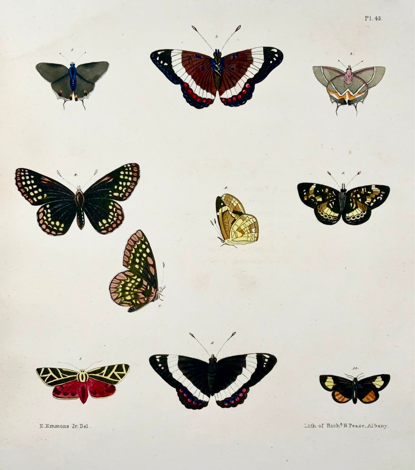 1854 Pease lith; Emmons - Papillons Phaeton - lithographie en pierre colorée à la main