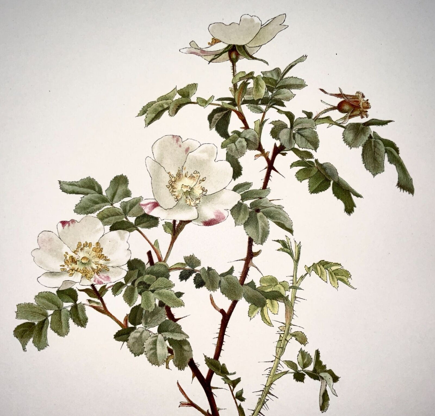 1914 Rose blanche, Rosa involuta, grand folio 37 cm, Willmott, EA (né en 1858), botanique