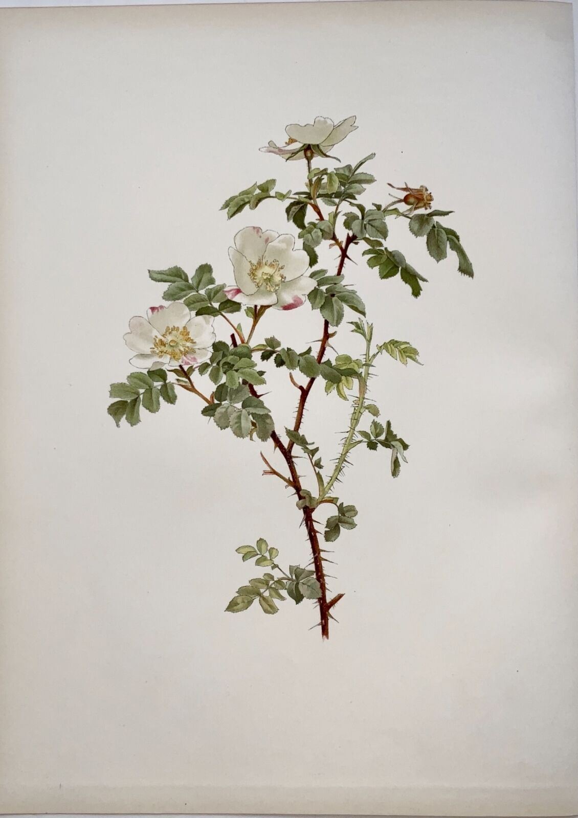 1914 White Rose, Rosa involuta, large folio 37cm, Willmott, E. A. (b. 1858), botany