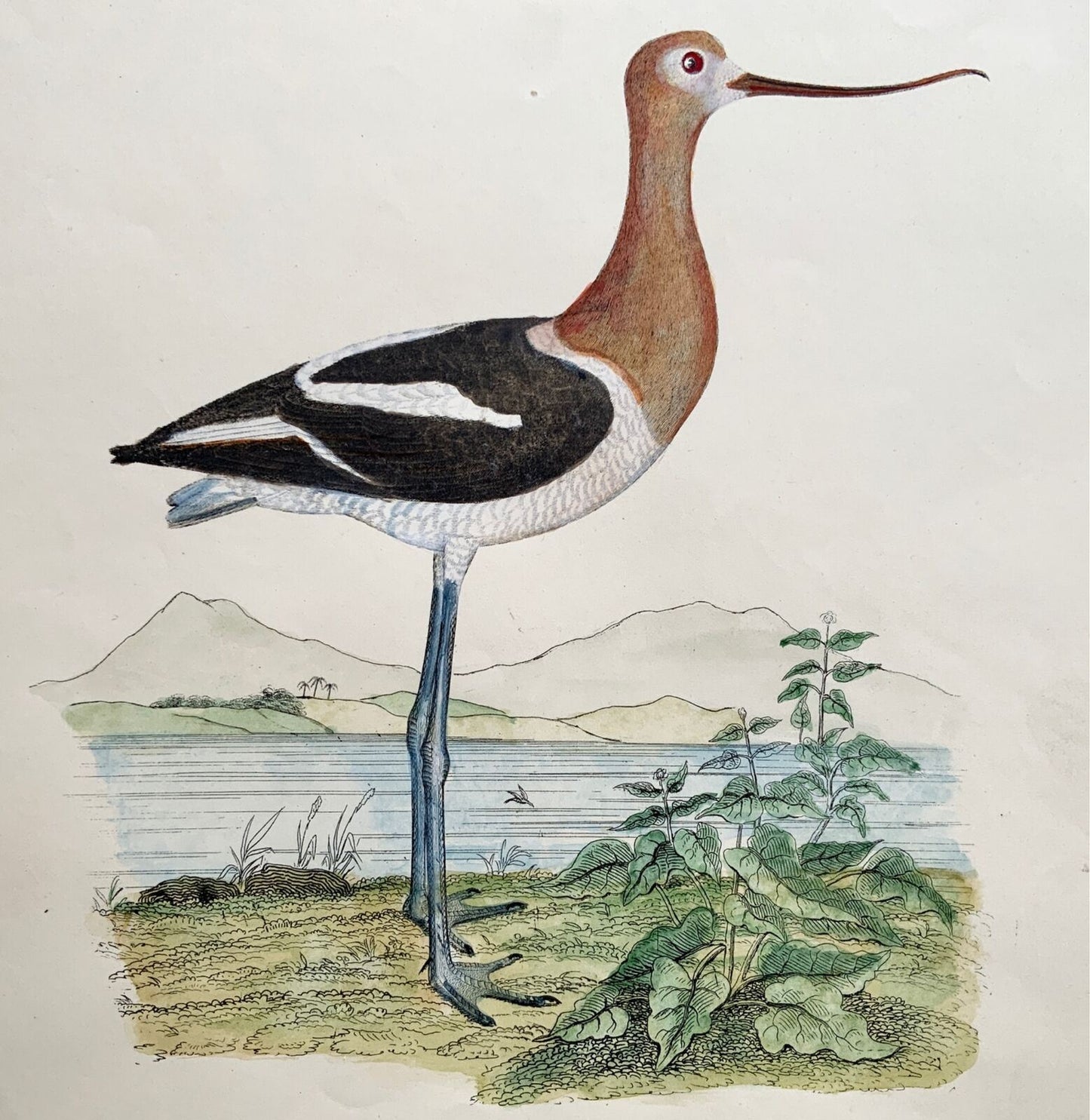 1846 Avocette d'Amérique, ornithologie, Cpt. Grand Folio marron coloré à la main (36 cm)