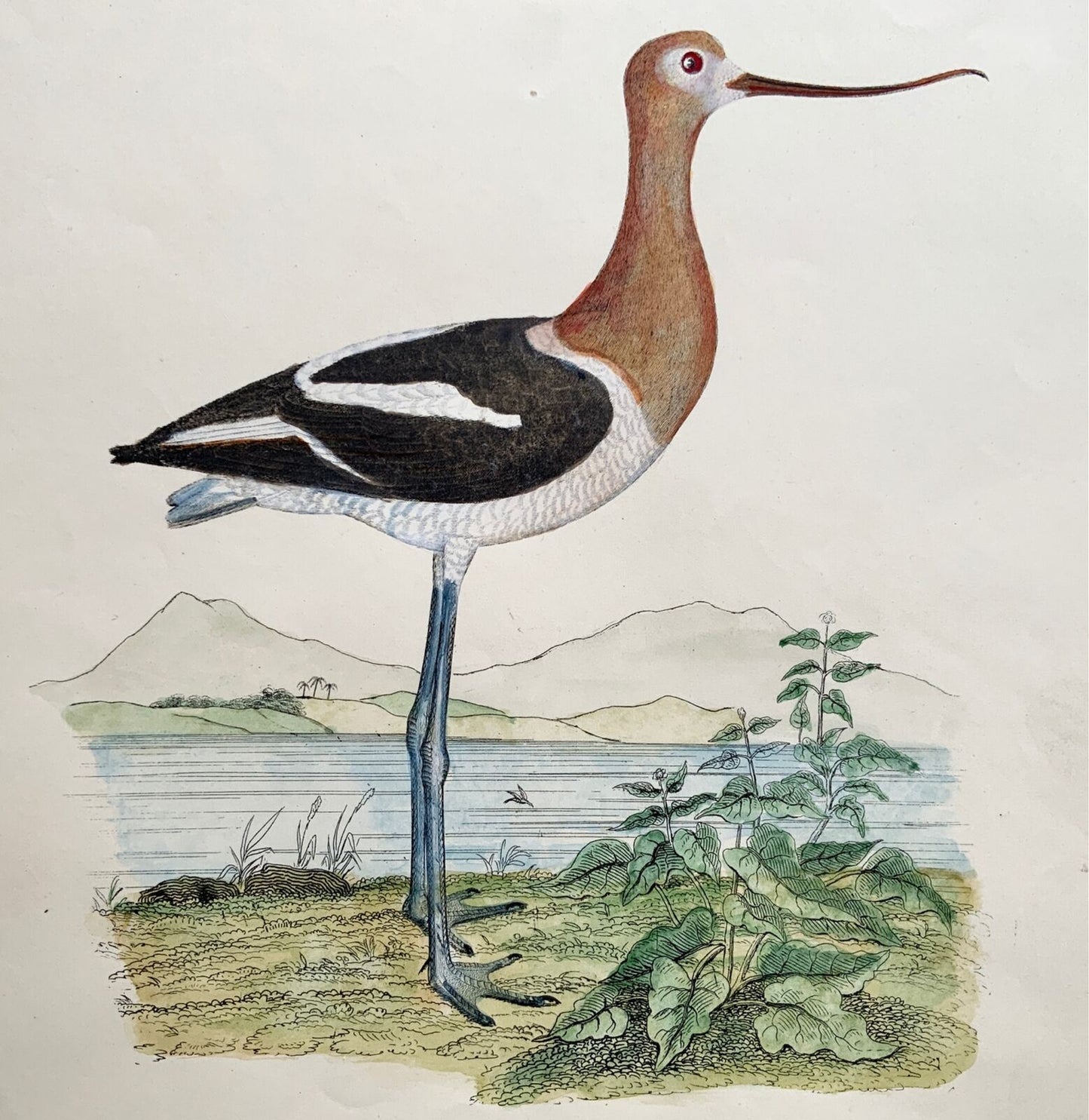 1846 American Avocet, ornithology, Cpt. Brown, hand coloured Large Folio (36cm)