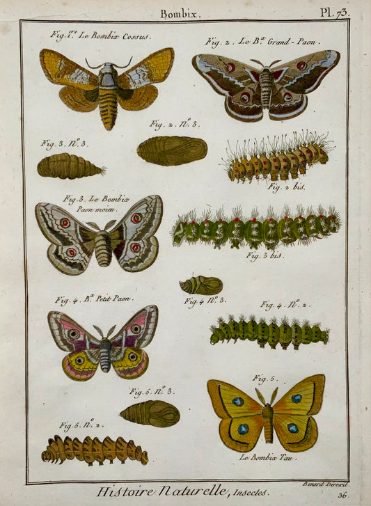 1790 Papillons, Bombix, papillons de soie, Latreille, couleur main, in-quarto, gravure
