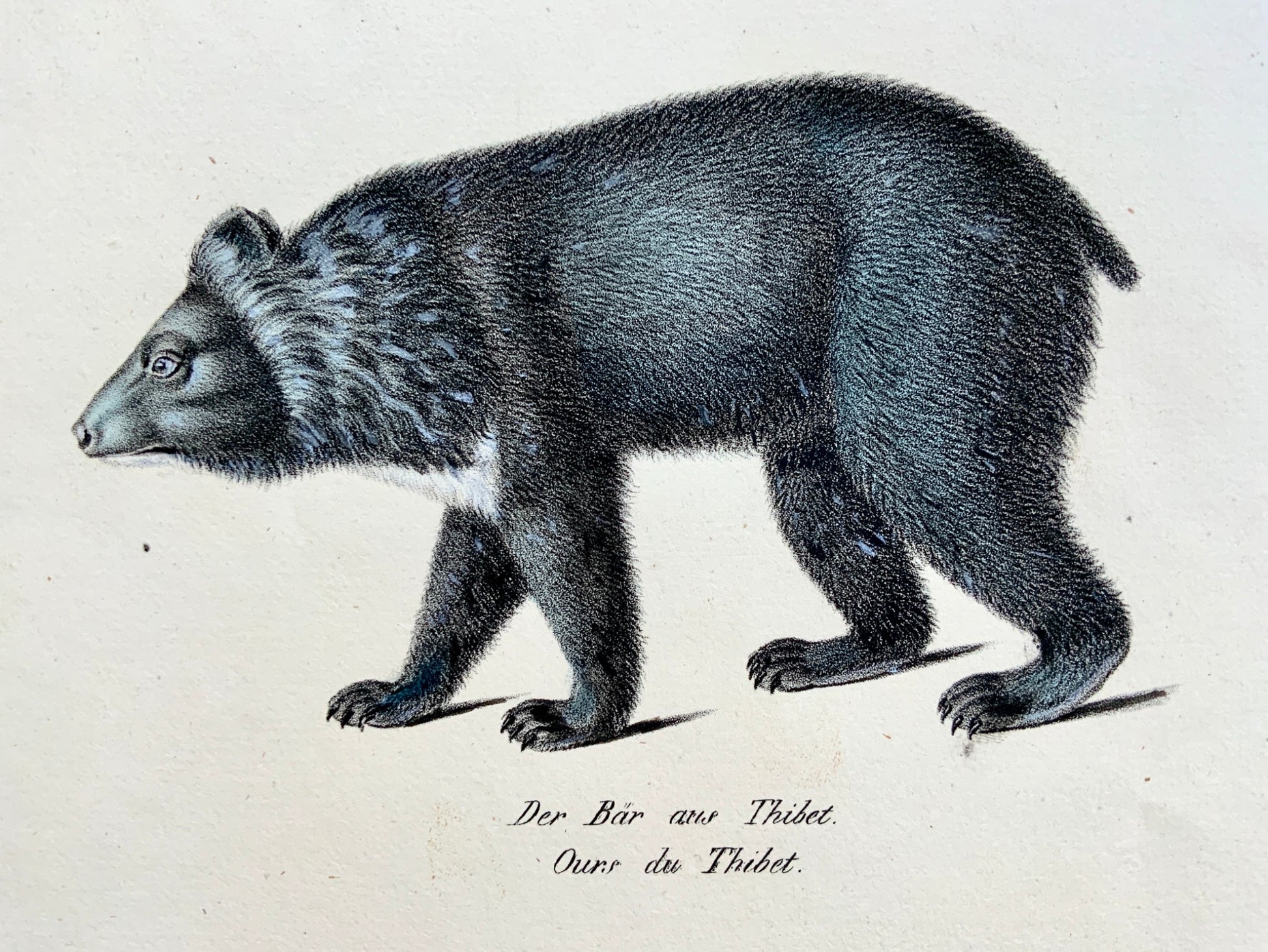 1824 Tibetan & American Bear - K.J. Brodtmann hand colored FOLIO lithograph - Mammals