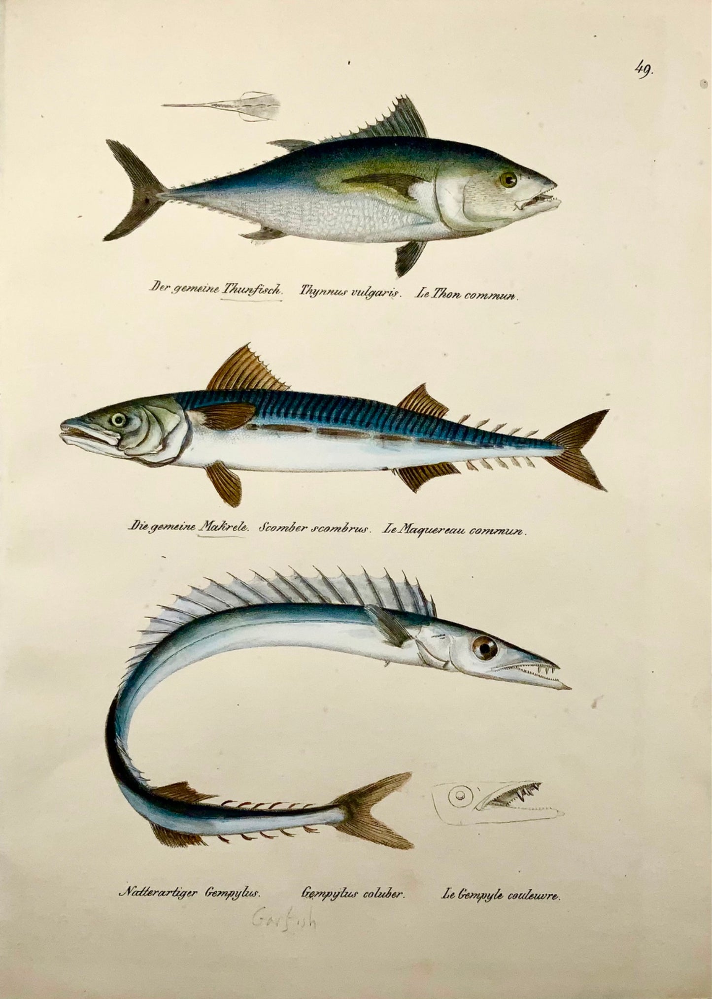 1833 Mackerel, garfish, tuna, H. Schinz (b. 1777) folio, handcoloured lithograph