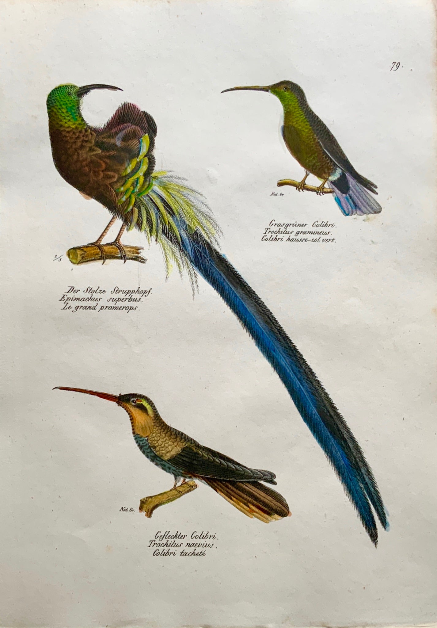 1830 Birds of Paradise, Colibri - Brodtmann hand coloured FOLIO lithography