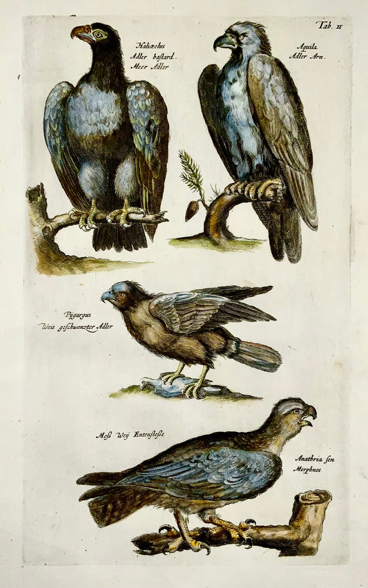1657 Oiseaux de proie, Aigles - Gravure coloriée à la main Matt MERIAN Folio - Ornithologie
